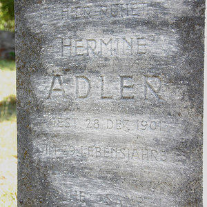 Adler Hermine