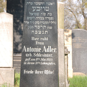 Adler Antonie