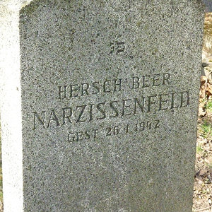Narzissenfeld Hersch Beer Israel
