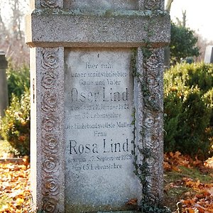 Lind Rosa