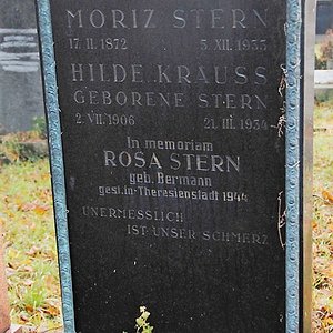 Stern Rosa