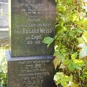 Weiss Rosalia