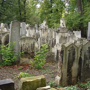 Währinger Friedhof 7
