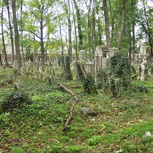 Währinger Friedhof 55