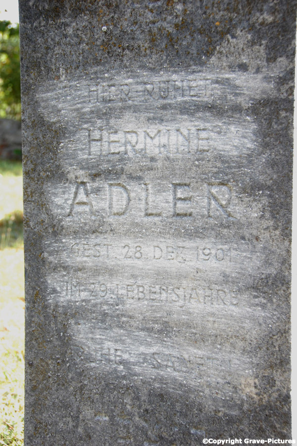 Adler Hermine