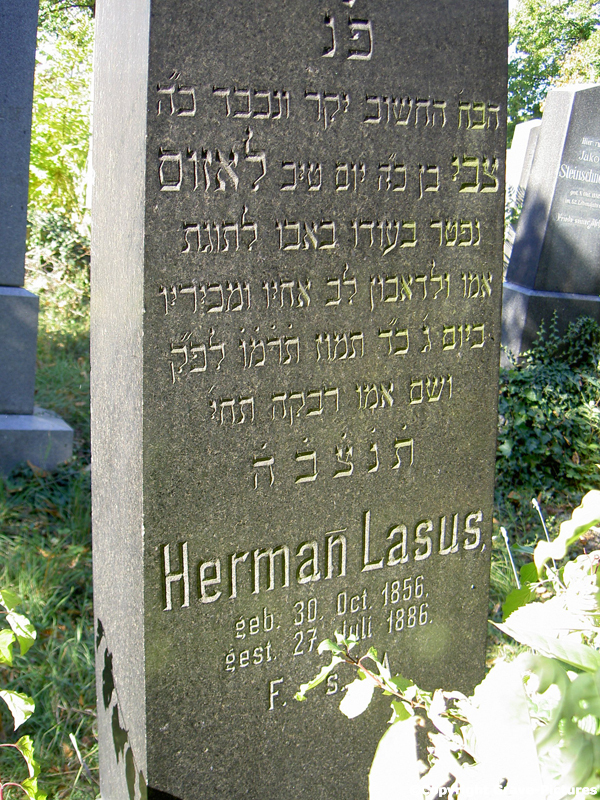 Lasus Hermann