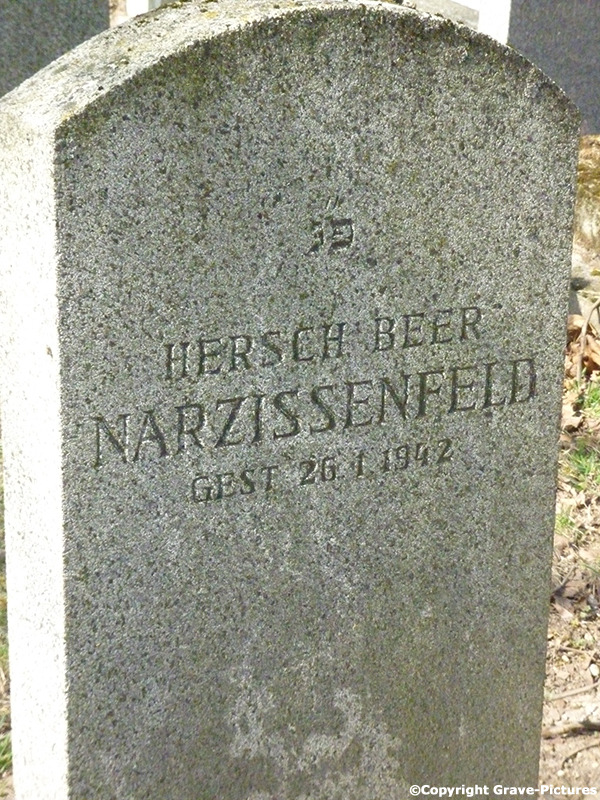 Narzissenfeld Hersch Beer Israel