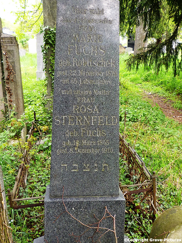 Sternfeld Rosa