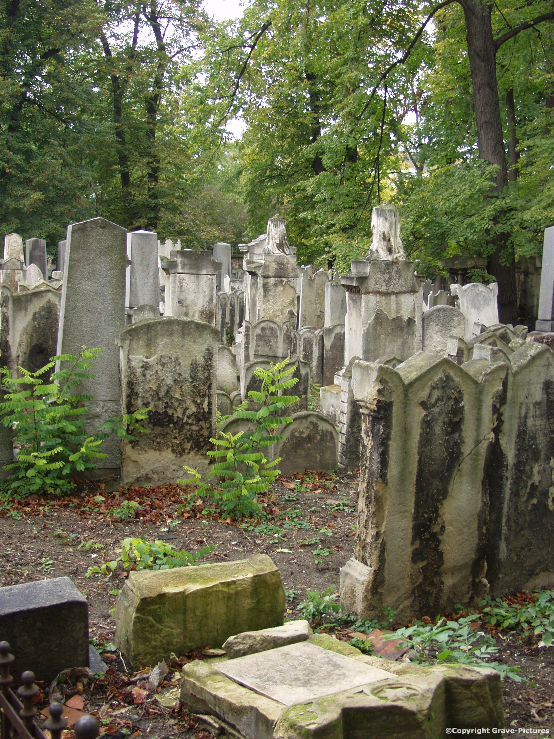 Währinger Friedhof 7