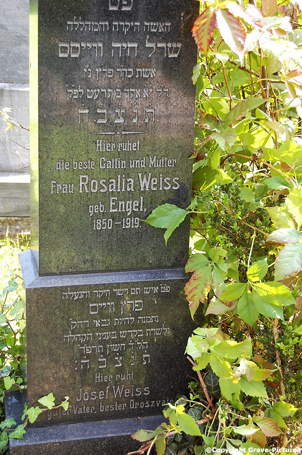 Weiss Rosalia